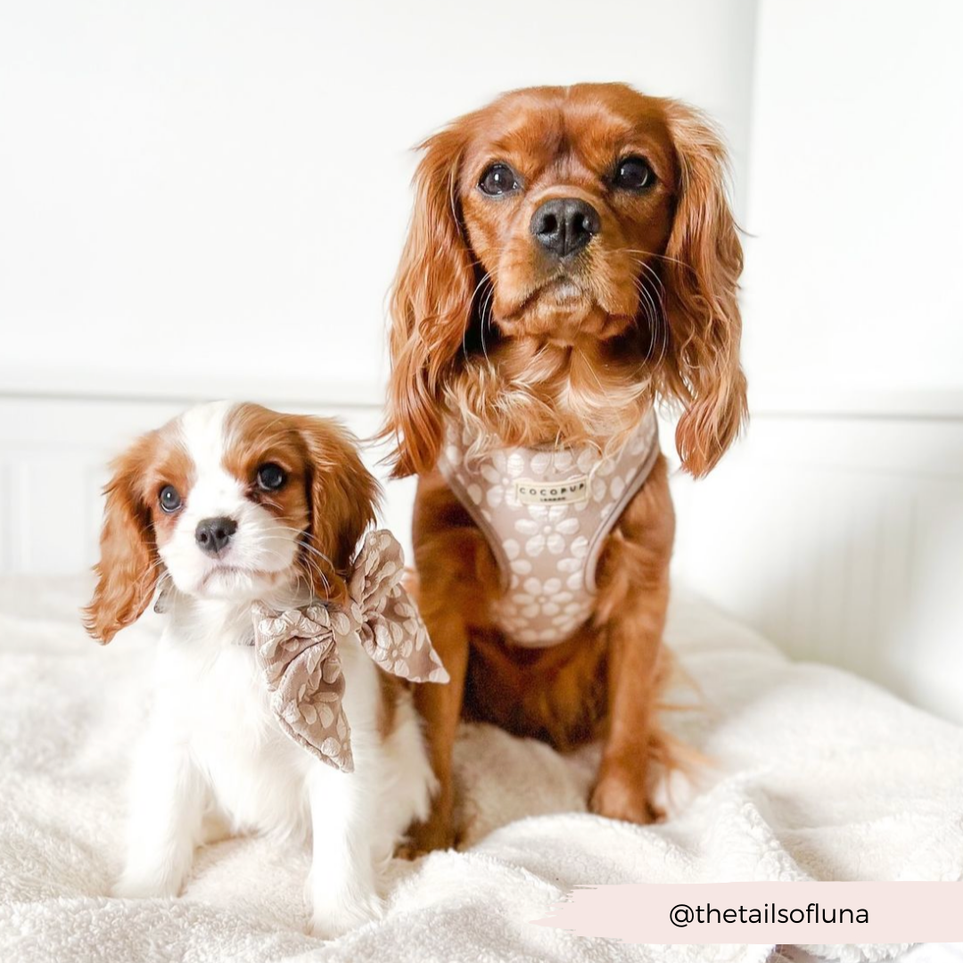 Luxe Adjustable Neck HARNESS- Mocha Flower
