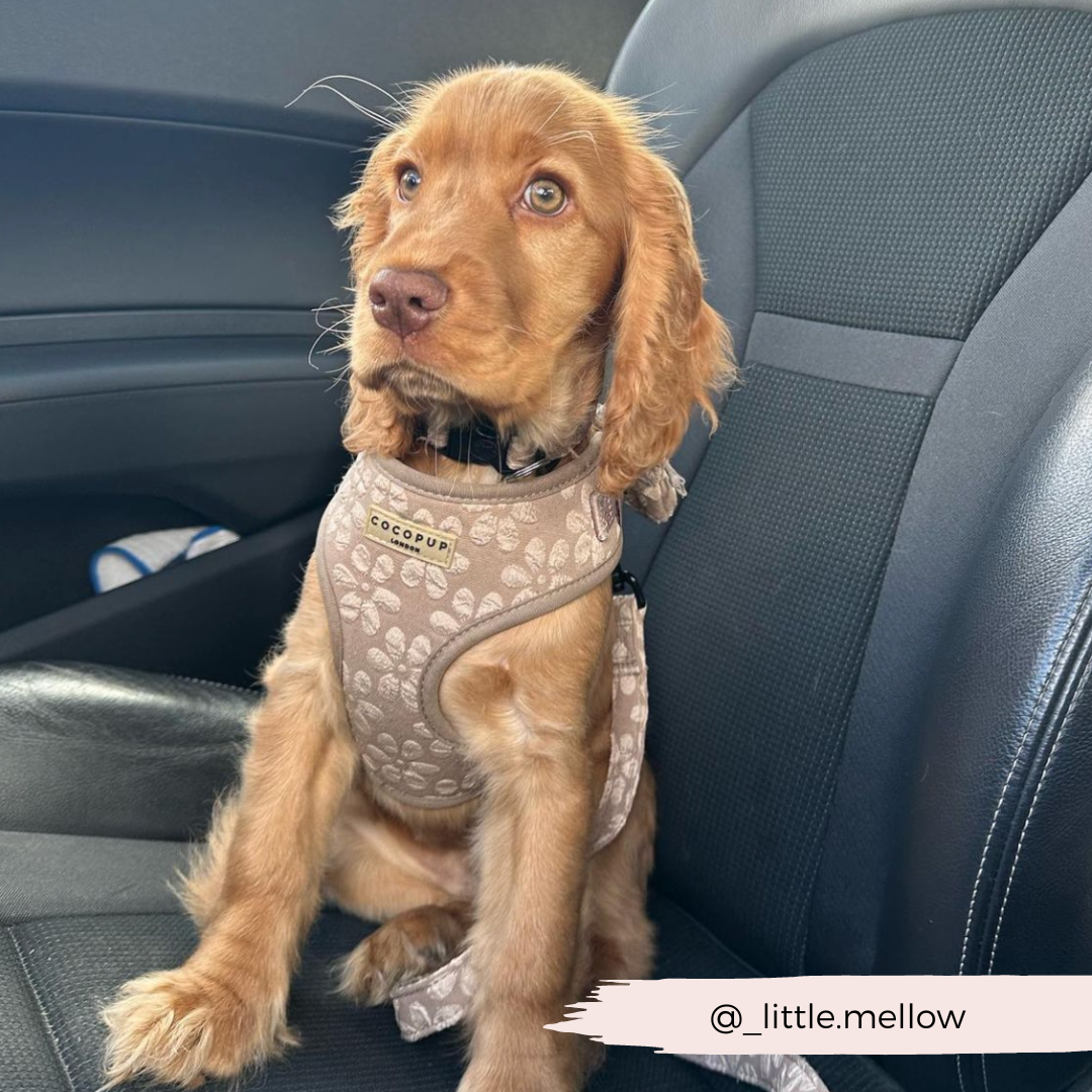 Luxe Adjustable Neck HARNESS- Mocha Flower