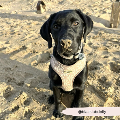 Luxe Adjustable Neck HARNESS- Mocha Flower