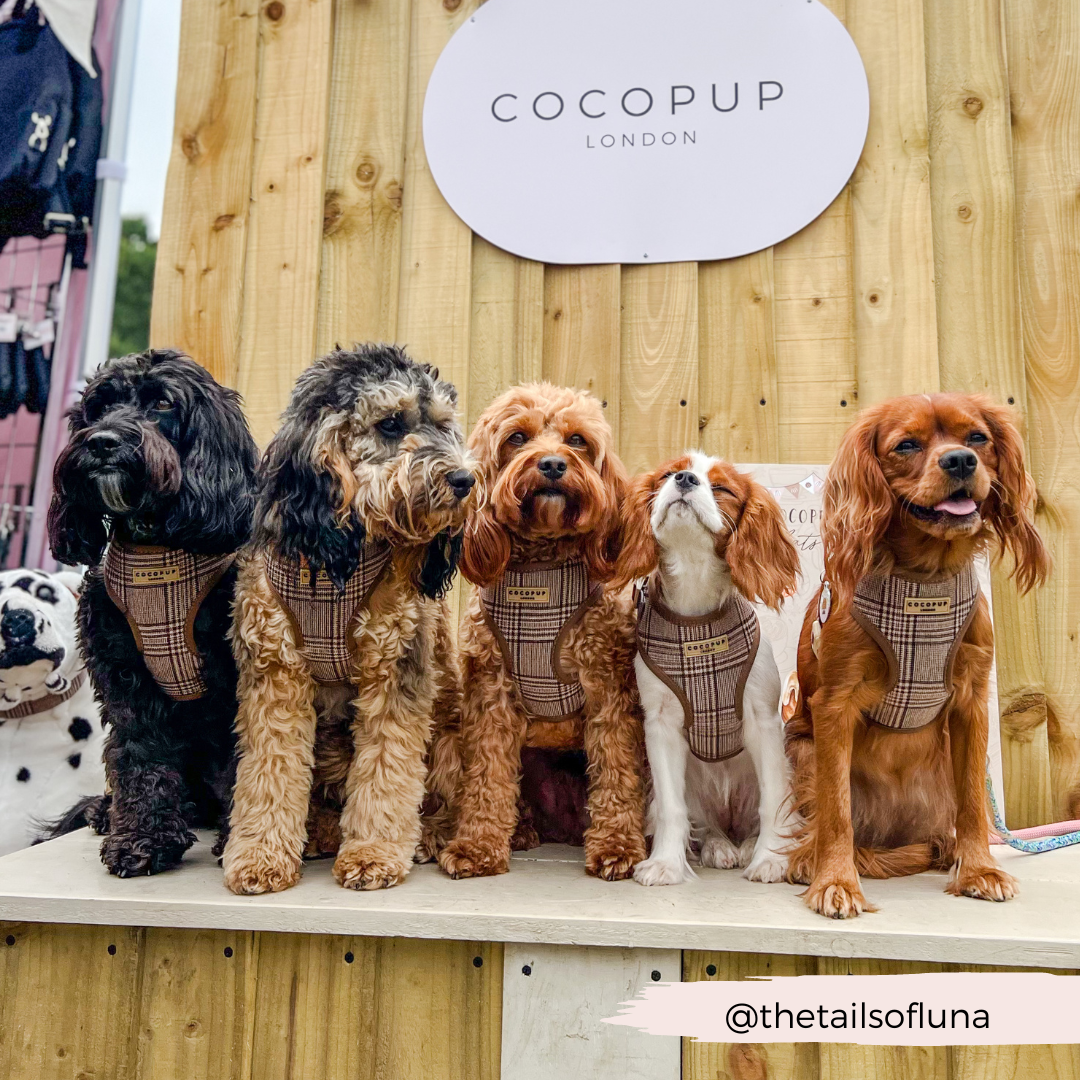 Pup Plaid Adjustable Neck HARNESS