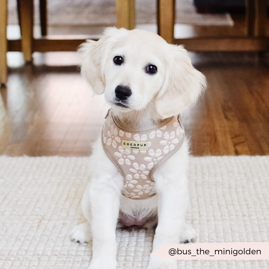 Luxe Adjustable Neck HARNESS- Mocha Flower