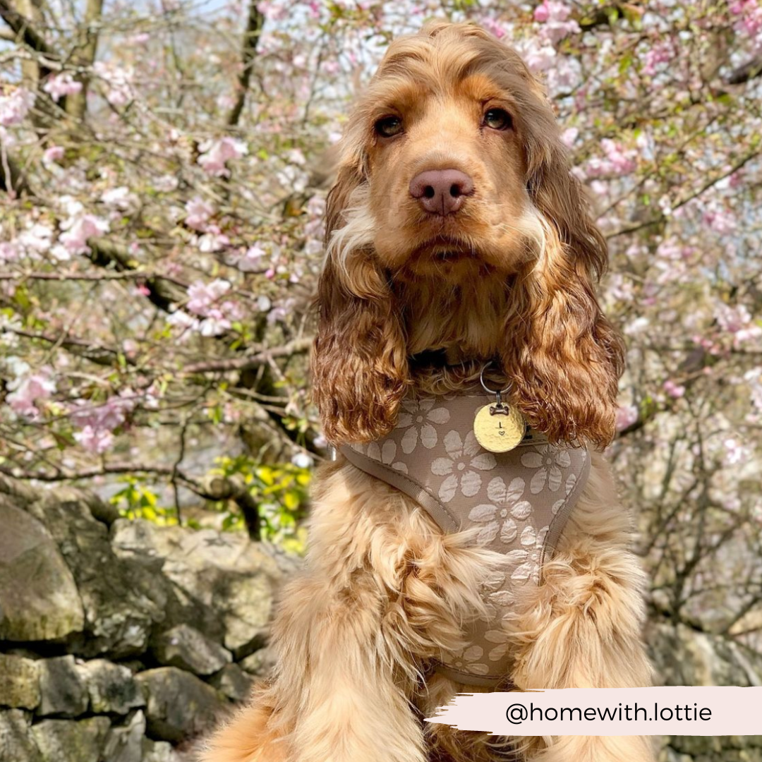 Luxe Adjustable Neck HARNESS- Mocha Flower