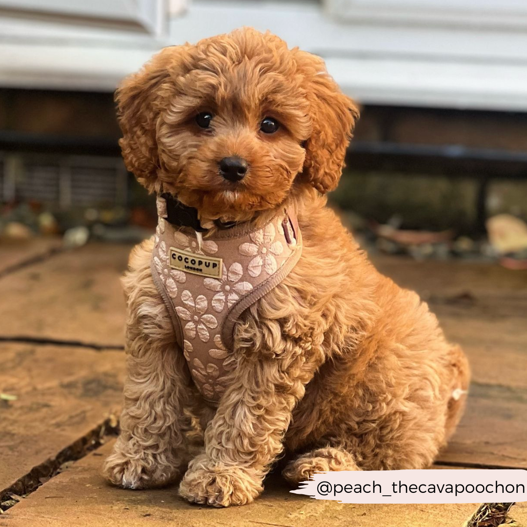 Luxe Adjustable Neck HARNESS- Mocha Flower