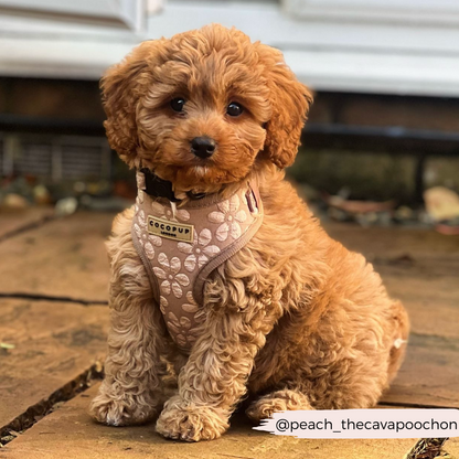 Luxe Adjustable Neck HARNESS- Mocha Flower