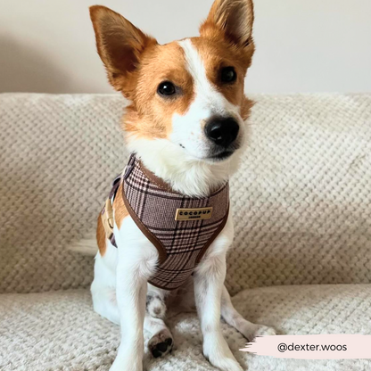 Pup Plaid Adjustable Neck HARNESS