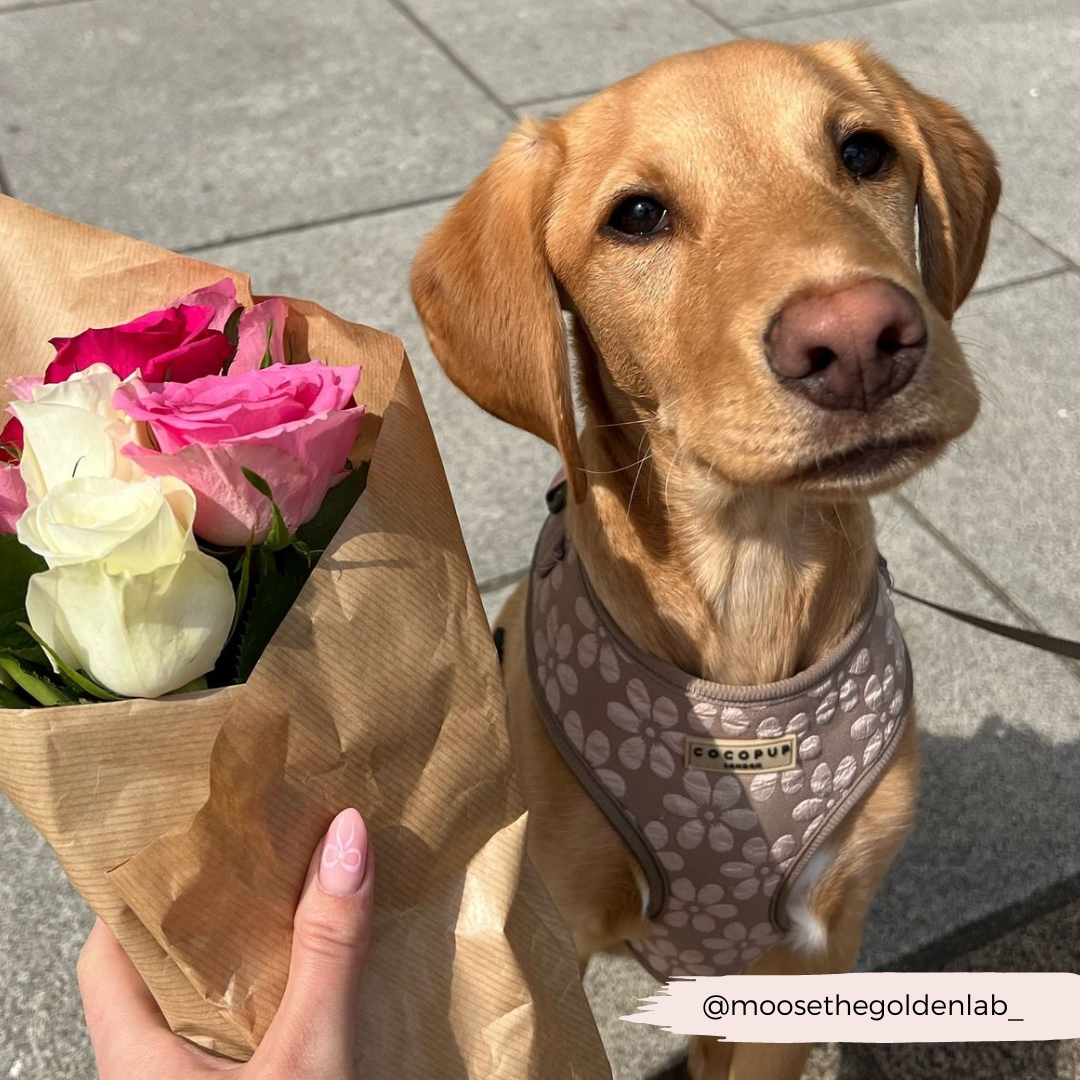 Luxe Adjustable Neck HARNESS- Mocha Flower