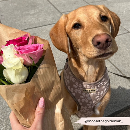 Luxe Adjustable Neck HARNESS- Mocha Flower
