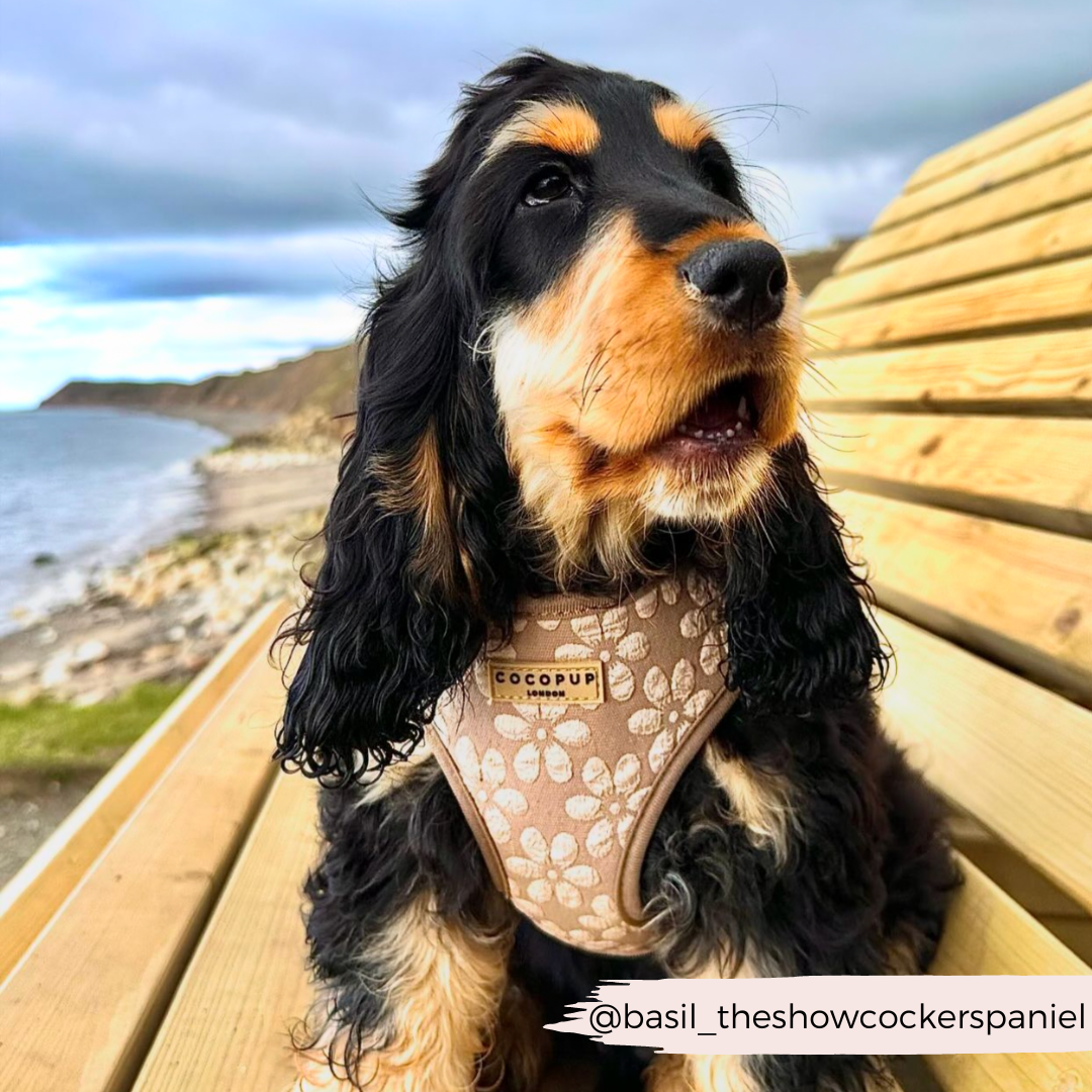 Luxe Adjustable Neck HARNESS- Mocha Flower