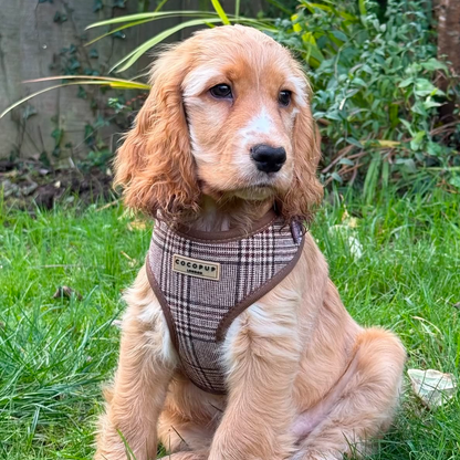 Pup Plaid Adjustable Neck HARNESS