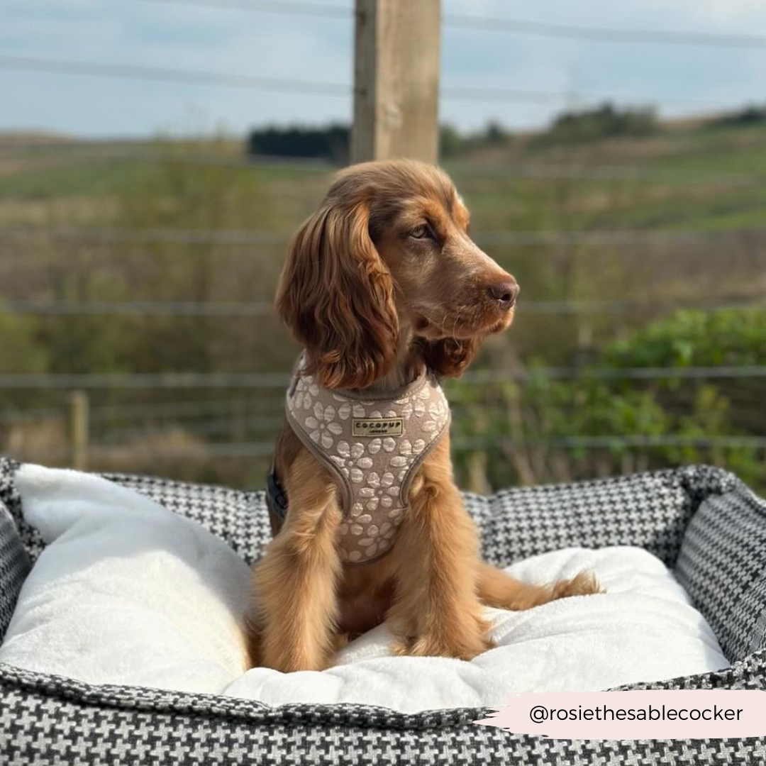 Luxe Adjustable Neck HARNESS- Mocha Flower