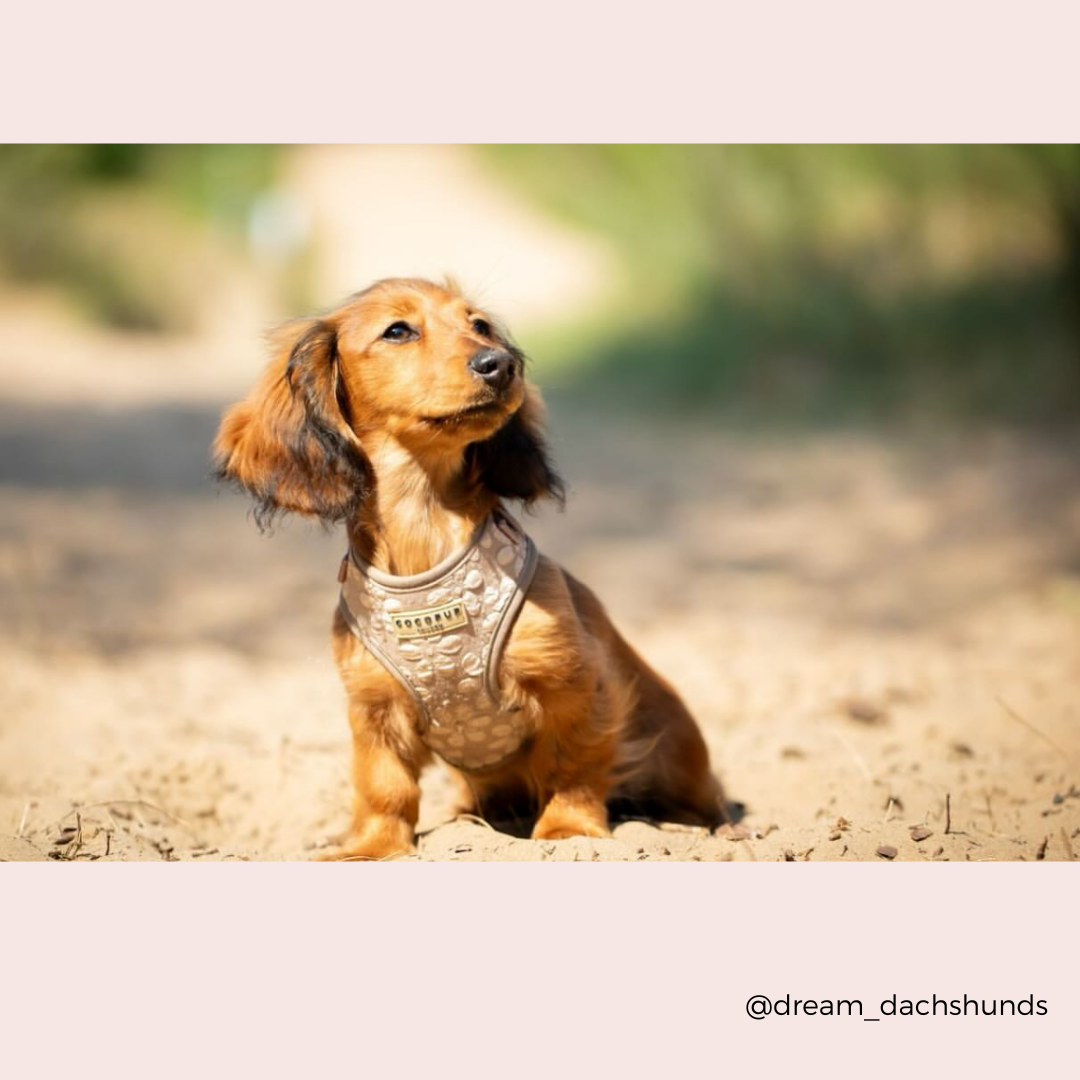 Luxe Adjustable Neck HARNESS- Mocha Flower