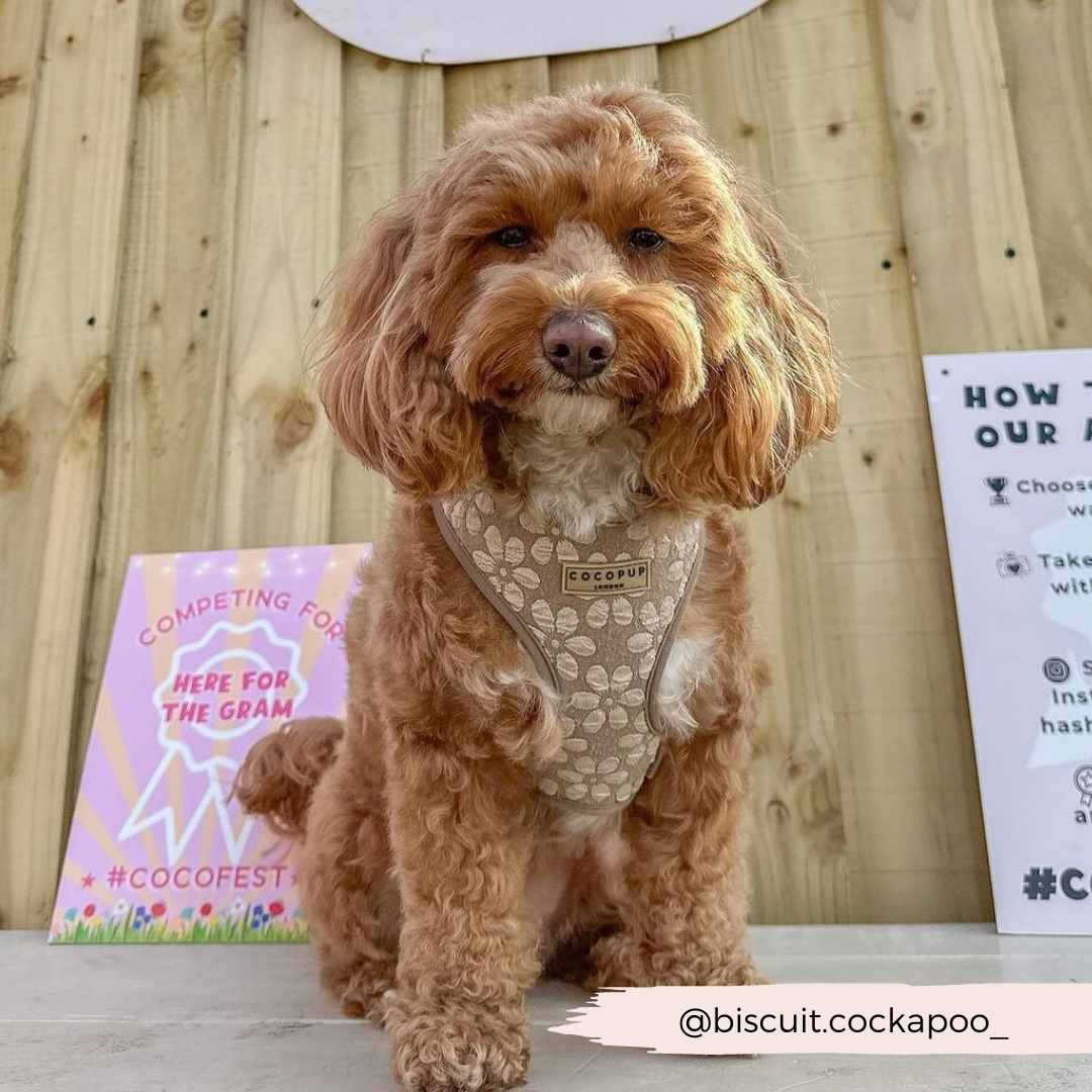 Luxe Adjustable Neck HARNESS- Mocha Flower