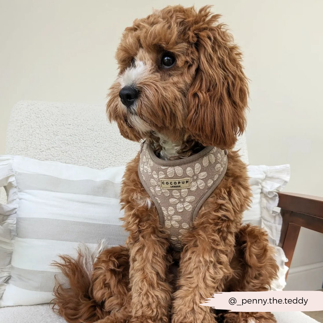 Luxe Adjustable Neck HARNESS- Mocha Flower