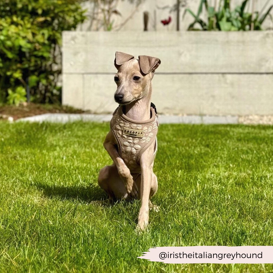 Luxe Adjustable Neck HARNESS- Mocha Flower