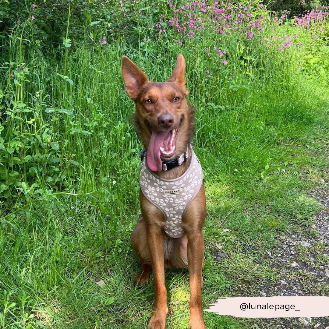 Luxe Adjustable Neck HARNESS- Mocha Flower