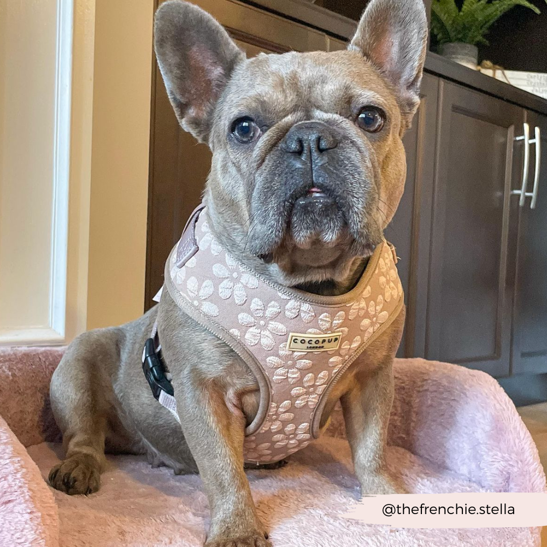 Luxe Adjustable Neck HARNESS- Mocha Flower