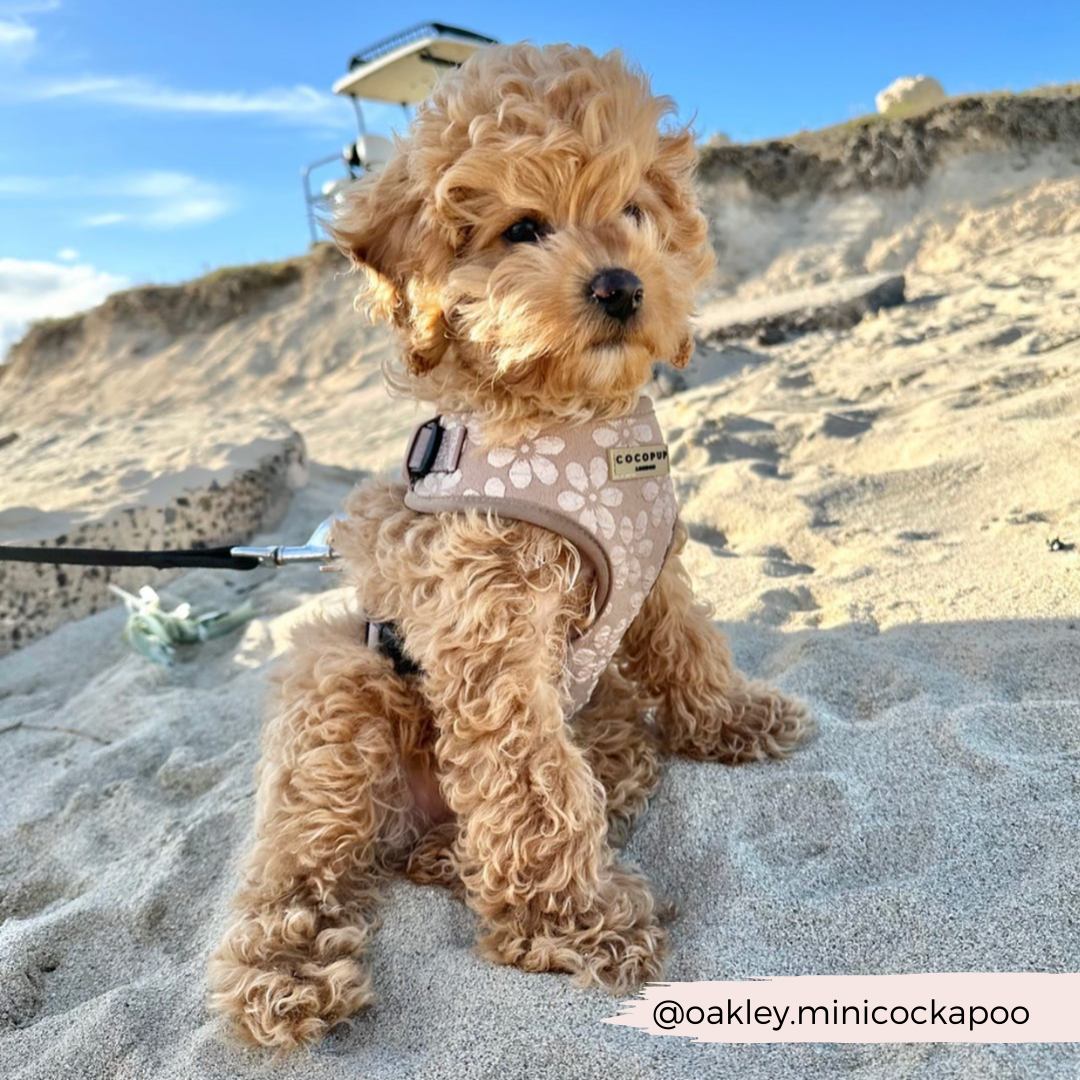 Luxe Adjustable Neck HARNESS- Mocha Flower