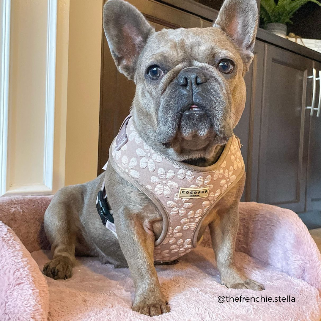 Luxe Adjustable Neck HARNESS- Mocha Flower