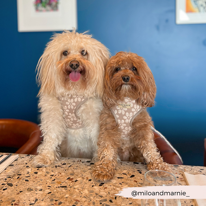 Luxe Adjustable Neck HARNESS- Mocha Flower