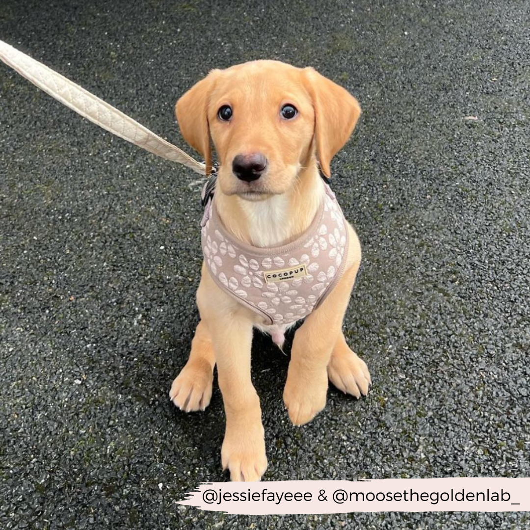 Luxe Adjustable Neck HARNESS- Mocha Flower