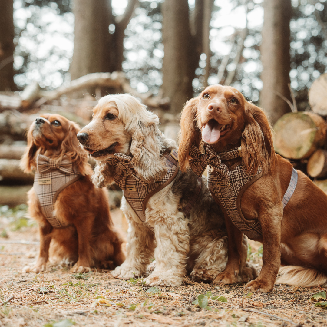 Pup Plaid Adjustable Neck HARNESS