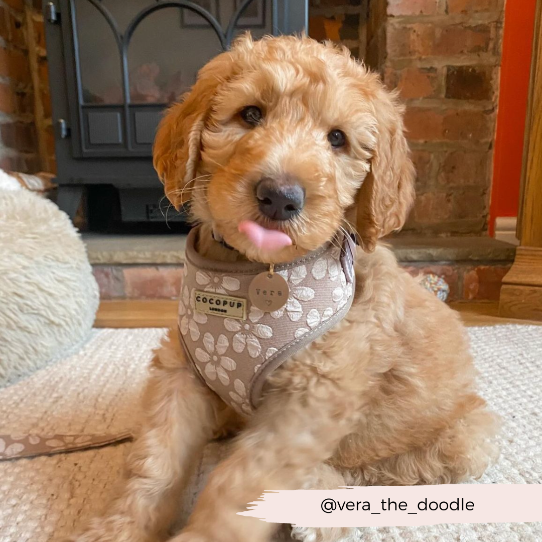 Luxe Adjustable Neck HARNESS- Mocha Flower