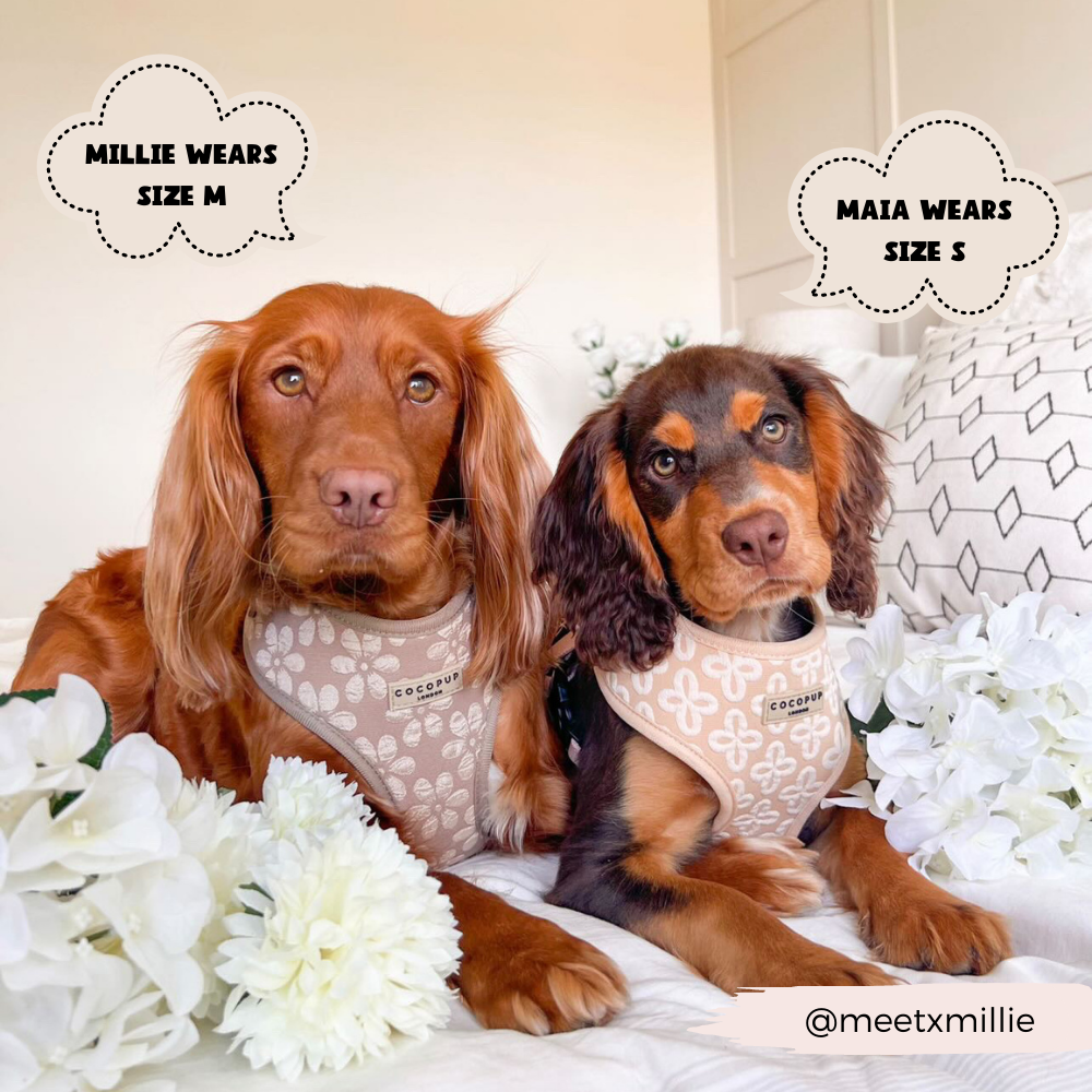 Luxe Adjustable Neck HARNESS- Mocha Flower