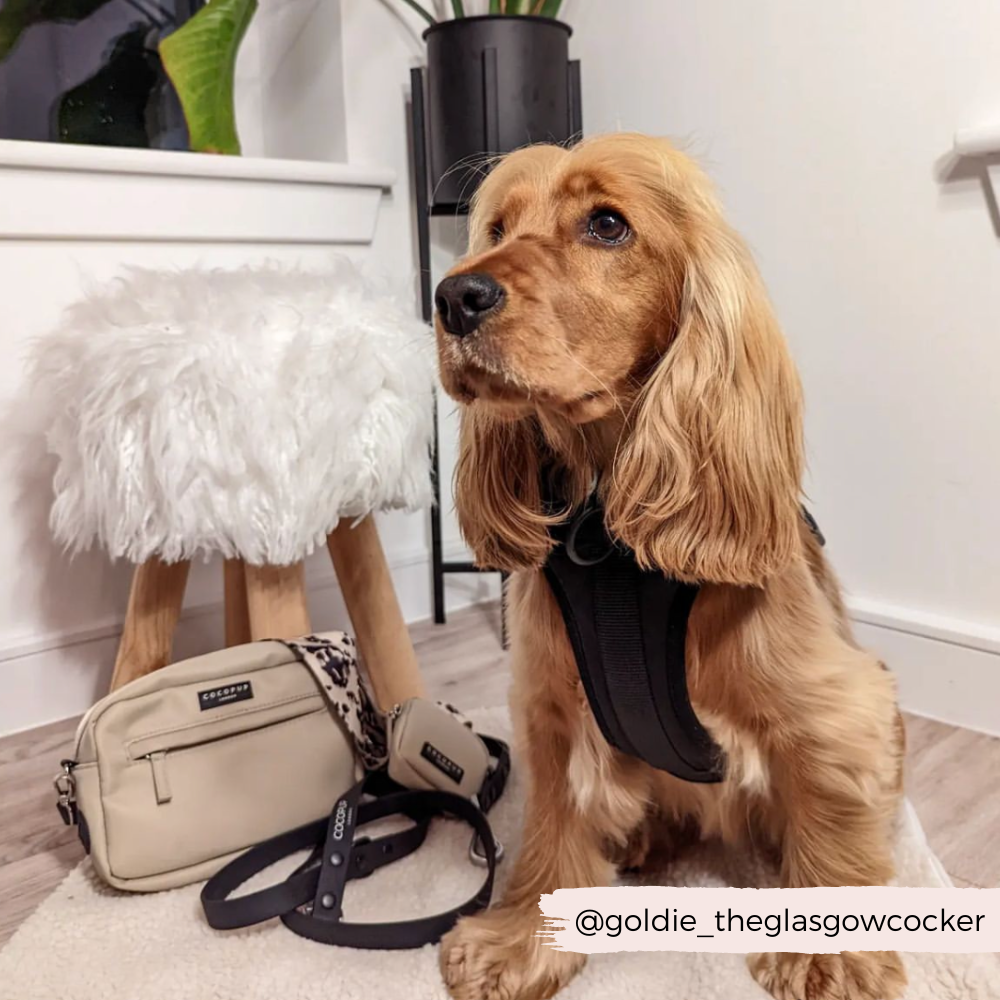 Dog Walking Bag Bundle - Ivory Tort