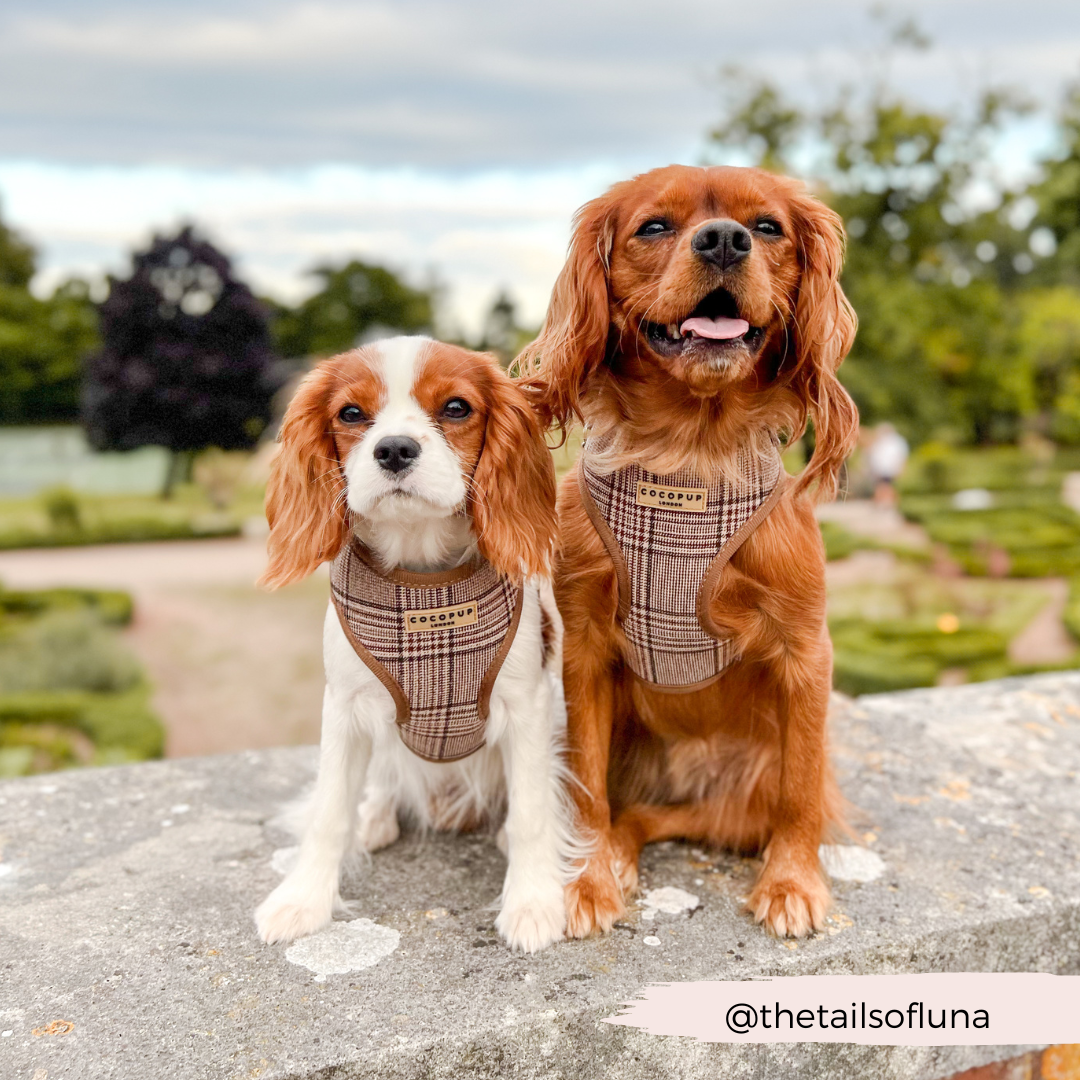 Pup Plaid Adjustable Neck HARNESS