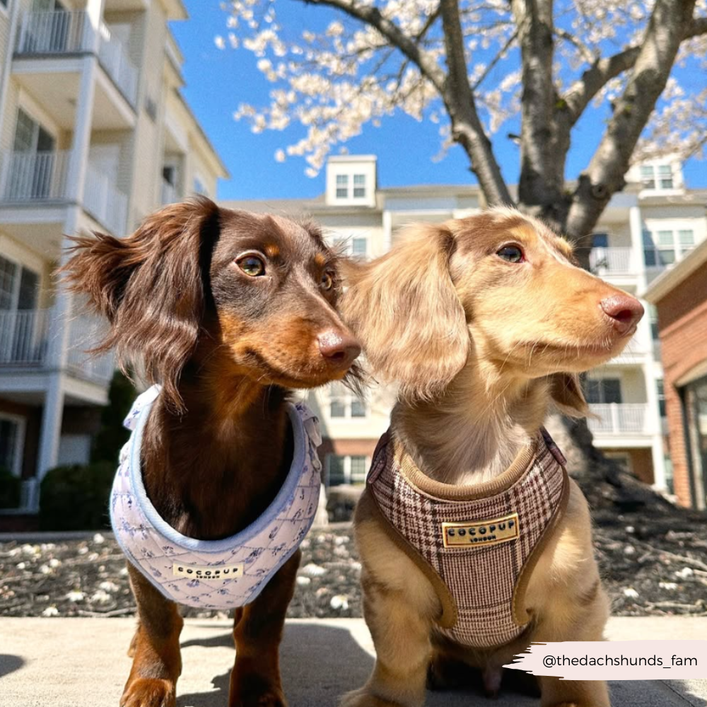 Pup Plaid Adjustable Neck HARNESS