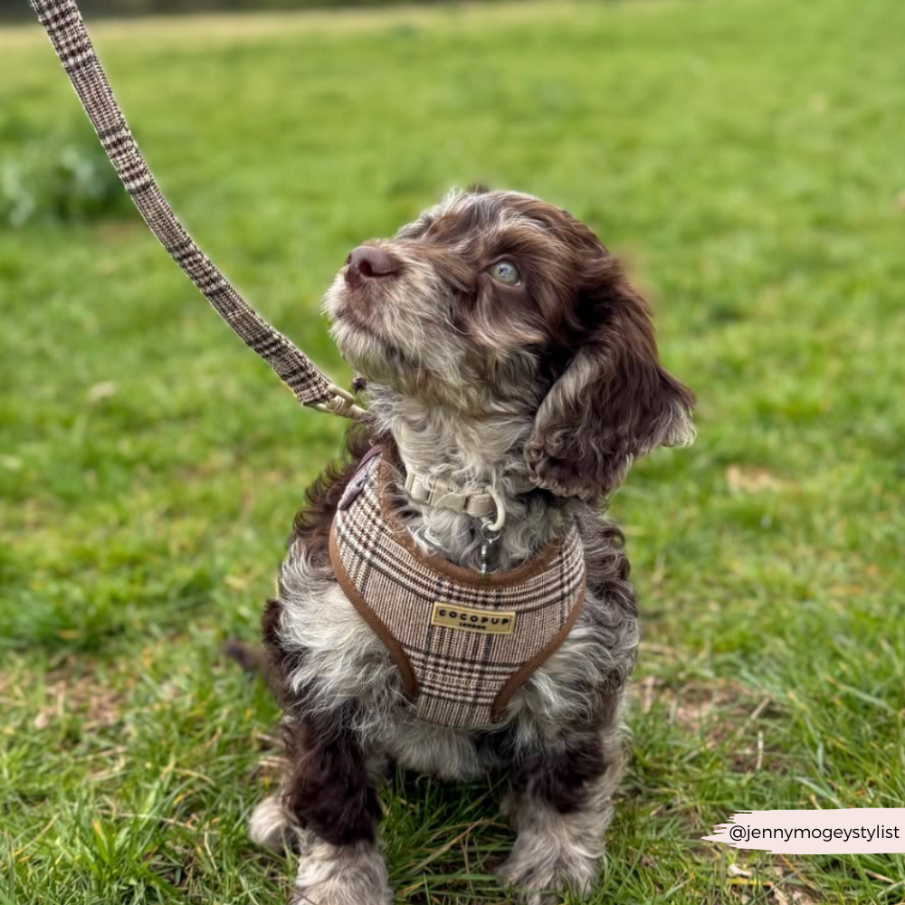 Pup Plaid Adjustable Neck HARNESS